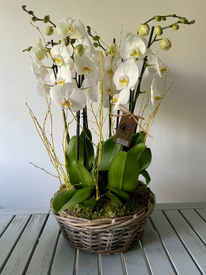 Orchid basket