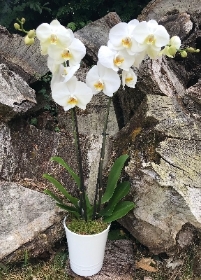 Phalaenopsis Orchid