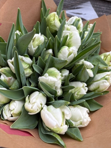 Fancy tulips
