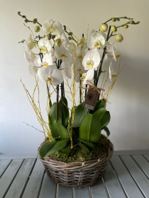 Orchid basket