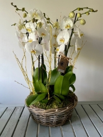 Orchid basket